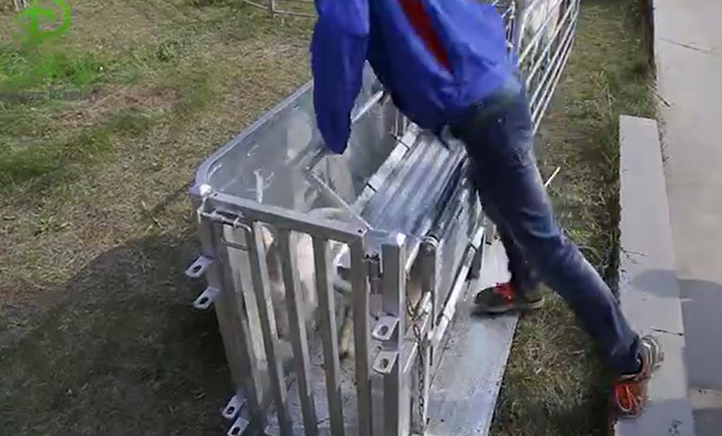 High-quality sheep catcher