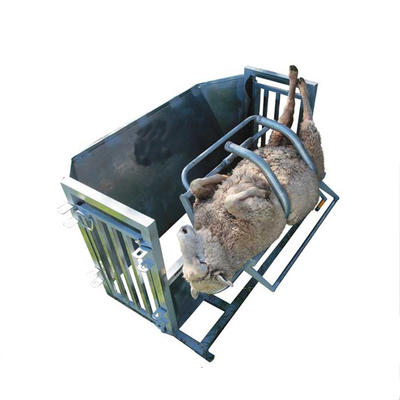 Galvanized sheep turnover catcher for sheepshearing or hoof trimming